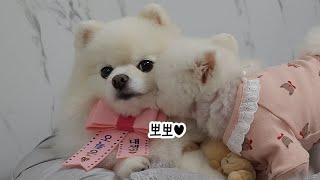 루디의 7번째 생일 퐁키가 루디에게 뽀뽀를 했어요!