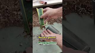 snake plant propagation from leaf. #shorts #snakeplant #propagation
