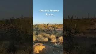 El desierto de Sonora