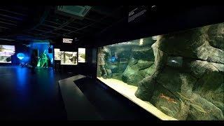 Akvariumo atidarymas 2017 m. | Lietuvos jūrų muziejus