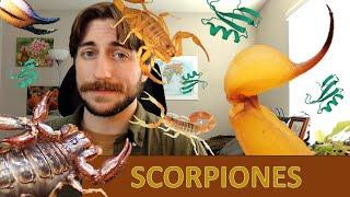 Scorpiones: The Scorpions - Order Spotlight