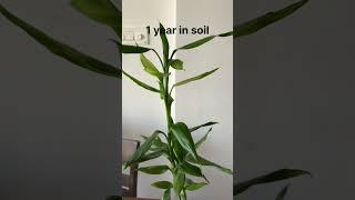 Lucky bamboo plant in water and soil difference| growing bamboo in water and soil #shorts #bamboo