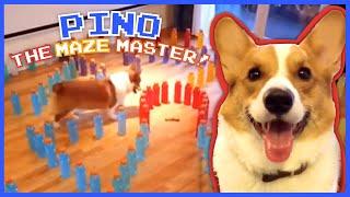 Pino the Pup Is A Maze Master | Animal Videos For Kids | Dodo Kids