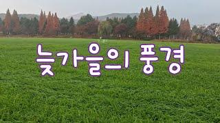 늦가을의 풍경 / 메타세콰이어길 / 충남 예산 덕산온천관광단지 / 아산곡교천은행나무길 / 늦가을 정취