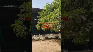 Ducks #duck #chicken #forsale