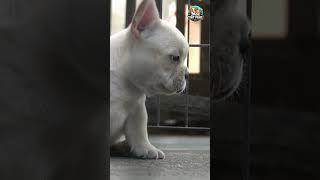  Cute French Bulldog Puppy