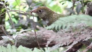 Green catbird - Ailuroedus crassirostris