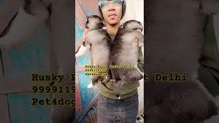 Husky In Delhi  | Best Pet Shop In Delhi | Cheapest Dog Market #husky