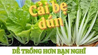 Cải bẹ dún dễ trồng hơn bạn nghĩ