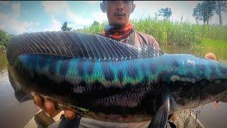BUKTI SUNGAI INI BANYAK IKAN PREDATOR NYA‼️MANCING CESTING  IKAN TOMAN