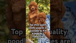 top show quality poodle puppies are available by RK KENNEls  contact:- 7795615141 #fun #live#funny