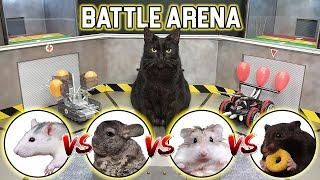 BATTLE of RC CARS - CAT / HAMSTER / RAT / CHINCHILLA