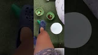 v