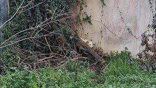 Female dog lived her life in the ruins of a demolished house.