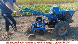 НЕ УРОЖАЙ КАРТОФЕЛЯ 2024 ( КОПАЕМ ГРОХОТНОЙ КОПАЛКОЙ КЕНТАВР / POTATO HARVESTING SEASON 2024