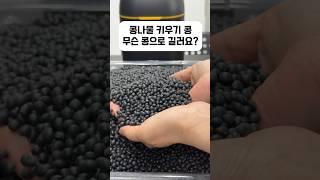 콩나물 키우기 좋은 콩!#shorts #콩나물#콩#beans #bean sprout