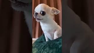 Chihuahua Comedy: When Furiosity Meets Humor 