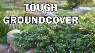 YAREENA™ Myoporum is a longer lived Myoporum | Ozbreed Native Shrubs & Groundcovers