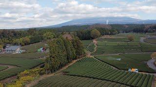 Fuji Green Tea View Point | Obuchi Sasaba (Shizuoka)