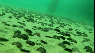 Underwater Tour of Redondo Beach Fishing Pier (Fisherman's Wharf) 4K-HD