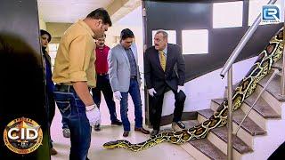 घर के अंदर मिले अजगर को कैसे पड़ेगी CID | CID Latest Episode | Best Of CID