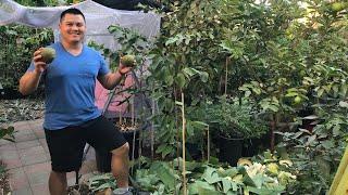 Cherimoya Fruit Trees in the Fresno/Visalia Area