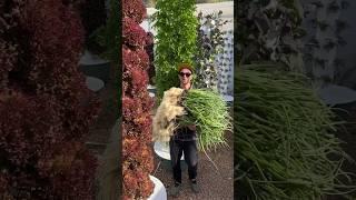 Vertical farming with 220 green onions on one aeroponic tower. #verticalfarming #greenonion #farming