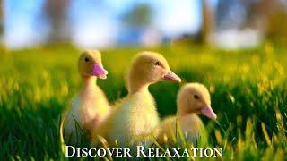 Peaceful Farm Ambience with Farm Animals and Relaxing Music, Acoustic Guitar, Instrumental Music