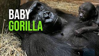 Columbus Zoo And Aquarium Celebrates Birth Of Critically Endangered Gorilla