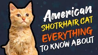 American Shorthair Cat 101; Everything You Need to Know | Wiggle Paw