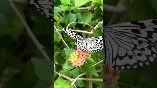 rare black and White butterfly on lantana