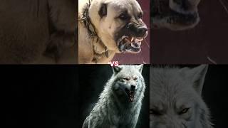 KANGAL VS WOLF  #shorts