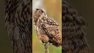 Secrets You Never Knew About Owls! #animalfacts #owl #animalshorts #wildlife