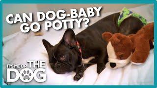 Diaper-Wearing Frenchie Needs to Grow Up! | It's Me or the Dog