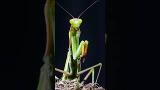 Praying Mantis: Nature's Silent Predator! #shorts