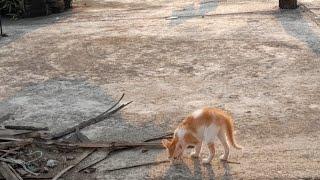 Poor Kitten Looking For Food |cat |kitten | poor kitten |pikucat @ddooda