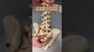 Facet Joints Opening and Closing in the Lumbar Spine. #backpain #backpaintips #physicaltherapy
