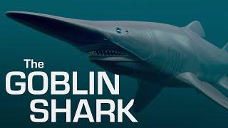 The Mysterious Goblin Shark