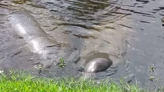 Two huge Manatees St Lucie River FL  Florida Treasure Coast