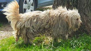 Matted Stray Dog Gets a New Haircut (You Won't Believe How She Looks Like After The Grooming)