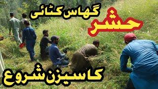 Grass cutting in tanawal district  mansehra hazara | Tanoli culture | grass cutting party  #tanoli