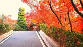 Korea University Campus 고려대학교 |Colorful Autumn | full video on November 16, 2020.