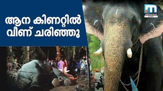 Elephant Falls Into Well, Dies In Cherpulassery | Mathrubhumi News