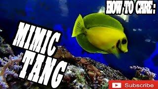 How to Care Guide: Mimic Tang The COPY CAT FISH