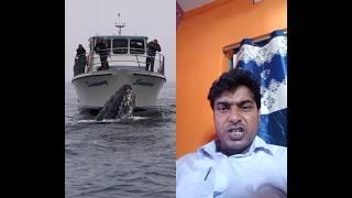 This HumPback Whale Checks out The whale watching Boat#shorts #whale