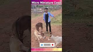 Micro Mini Cows shortest cows breed #viral #shorts #miniature #mini #reels #yt #cute #trendingshorts