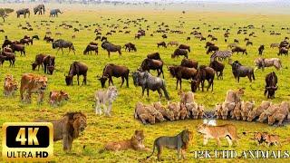 4K African Animals： Tsavo West National Park - Scenic Wildlife Film With Calming Music