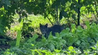 It's Raspberry Time! And Dealing with Quack Grass, Garden Update June 2024