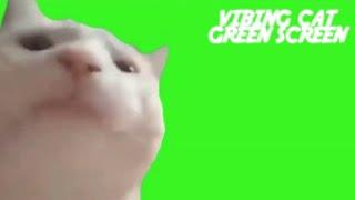 Кот танцует на зелёном фоне | Cat vibing on green screen | Футаж для видео | ТикТок