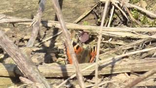 Small Tortoiseshell butterfly // fluttering around a Stinging Nettle bed